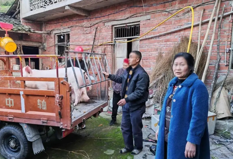 笑死了！四川资中，一村民发现家里养的两头猪不翼而飞，报警后，三个月后这两头猪被找