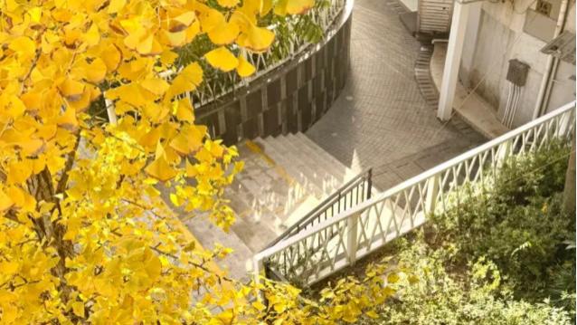 上海银杏浓度已达99%！