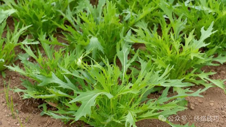 《黄帝内经》：冬天关键不是补，而是吃“苦”！这样吃藏好精气神，3个家常做法要收好