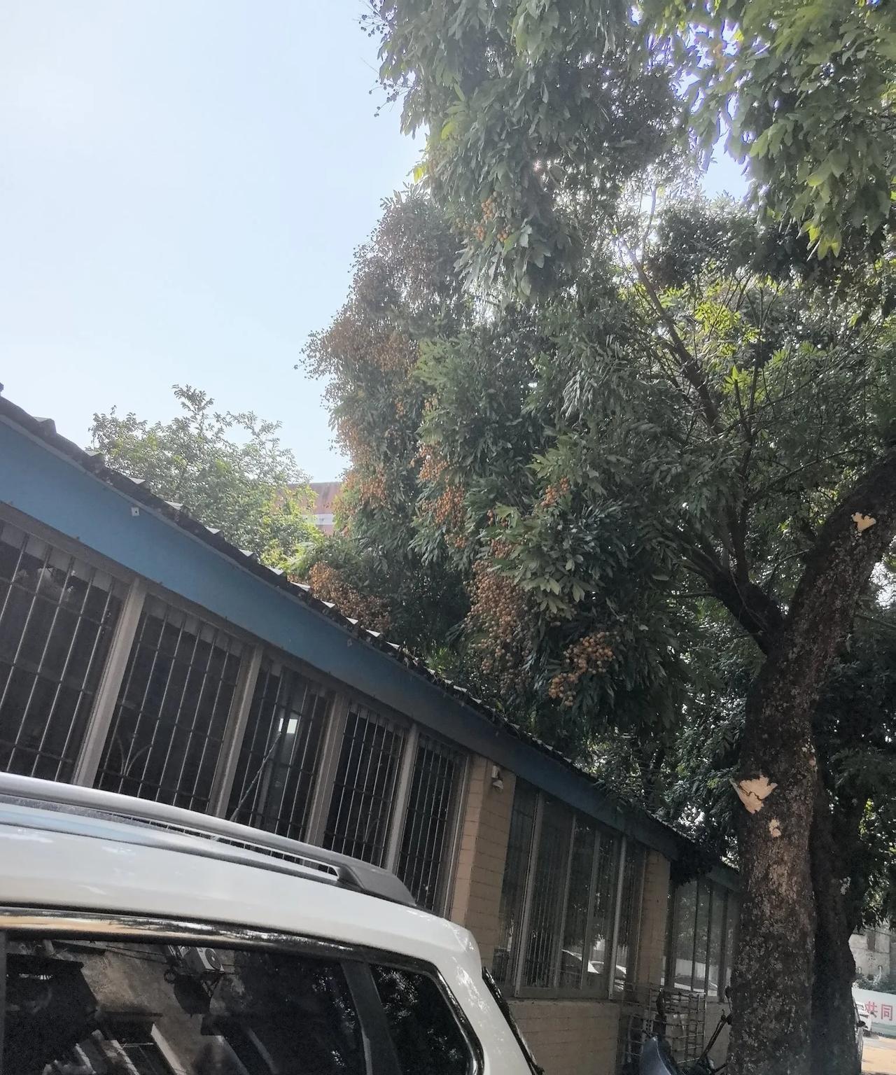桂园干熟了，没人摘？这么大这么高的树，怎么摘得了？