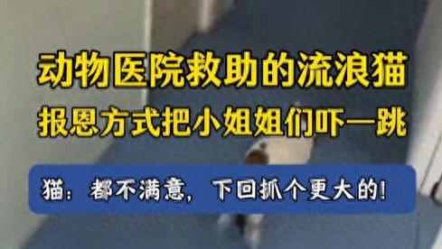 流浪猫硬核报恩，叼着老鼠进店，直接把小姐姐吓得原地跳起来