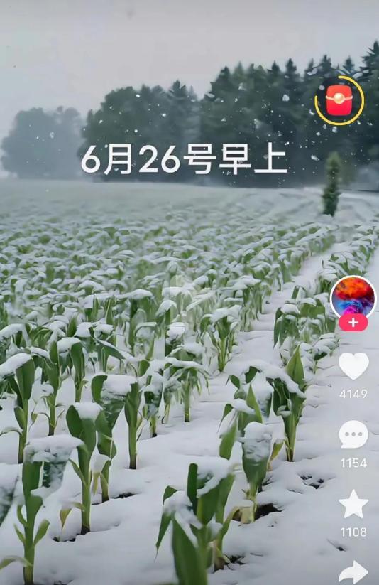 6.26早上，青叶玉米秧苗被突如其来的大雪覆盖。



六月里飘落的雪花，覆盖了