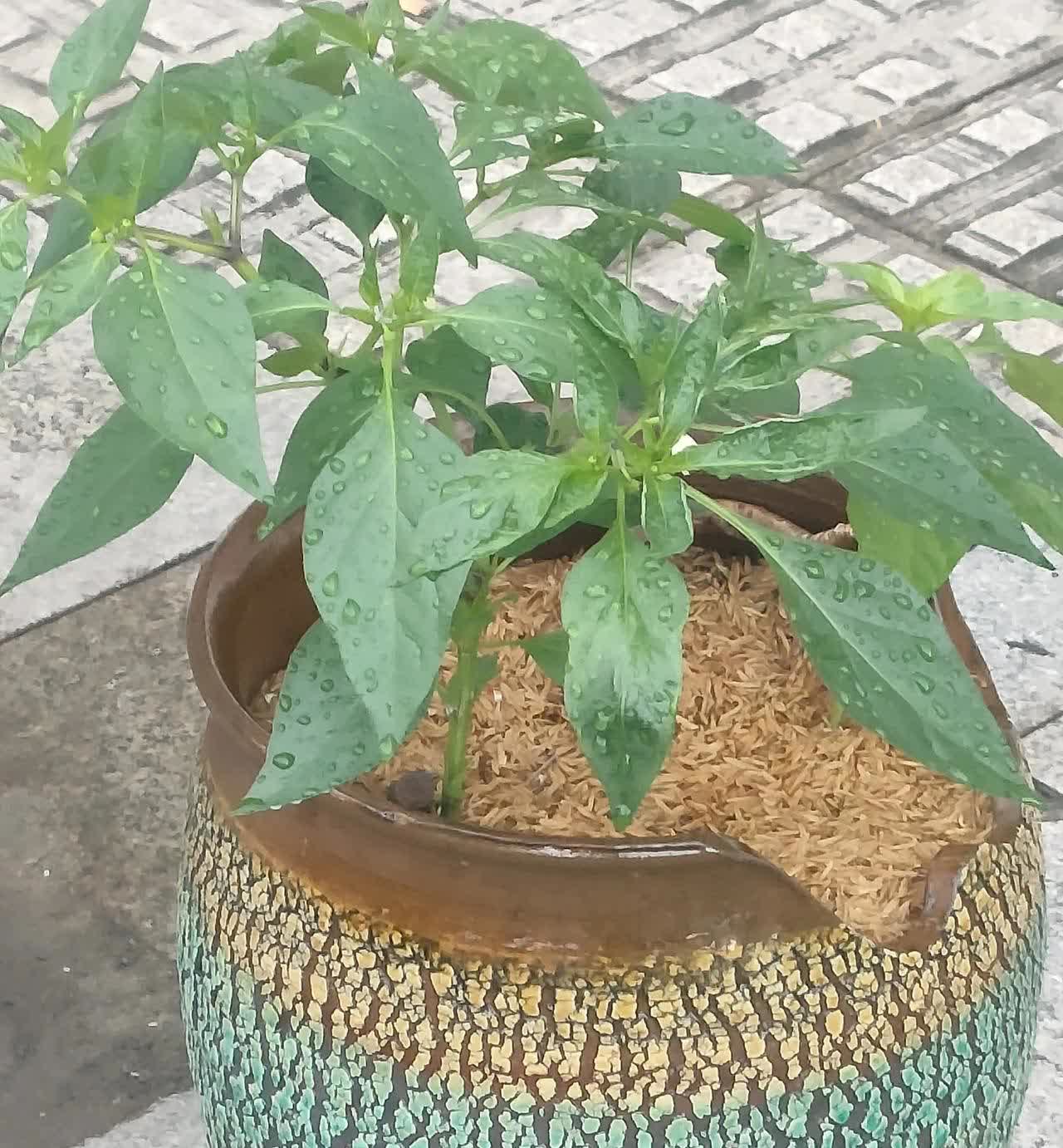今天早晨，我又多管闲事了。
前几日，我发觉早市的东西比菜市场里的东西便宜不少，