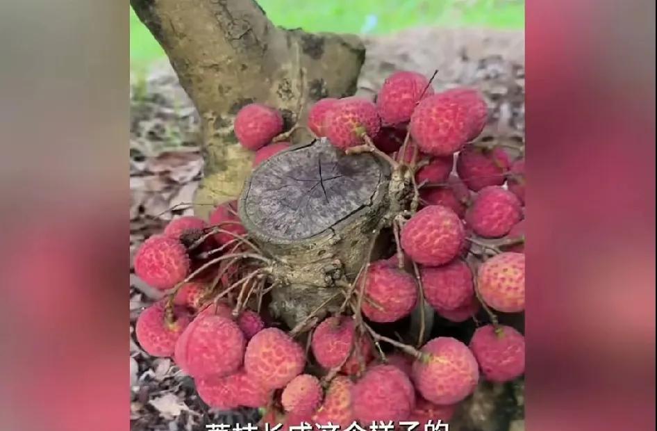 假的，百分百。荔枝长在枝丫末端，不长在主干。假设培育出怪胎真长在主干，受树荫遮盖