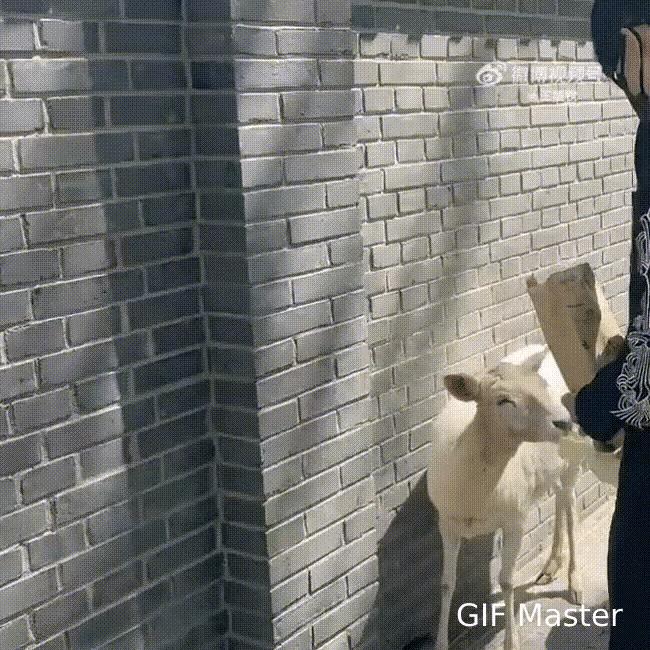 大头不愧是金牛座啊，
小时候爸妈带他去动物园，
他就喜欢小鹿和奶牛，
如今成了国