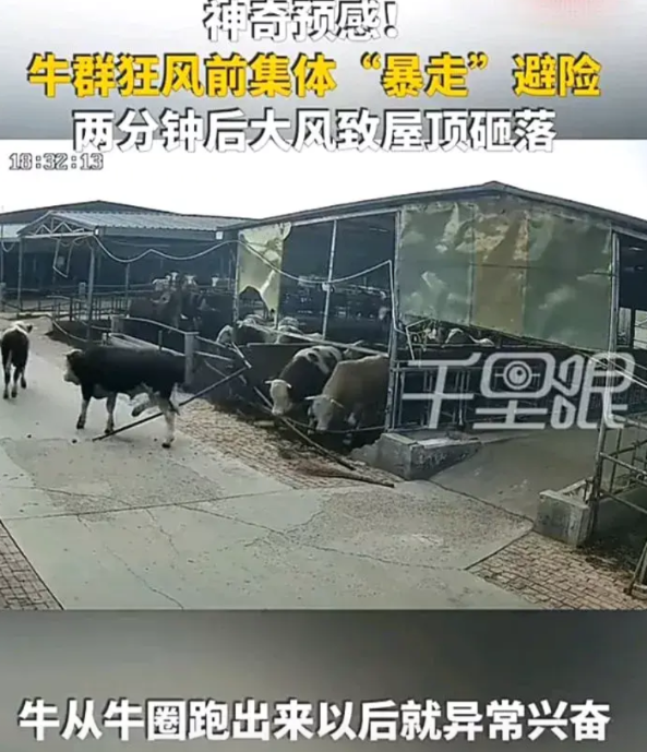 太不可思议了！6月9日，河北邢台一处养牛场内，一群正在吃草的牛，突然集体冲出牛圈