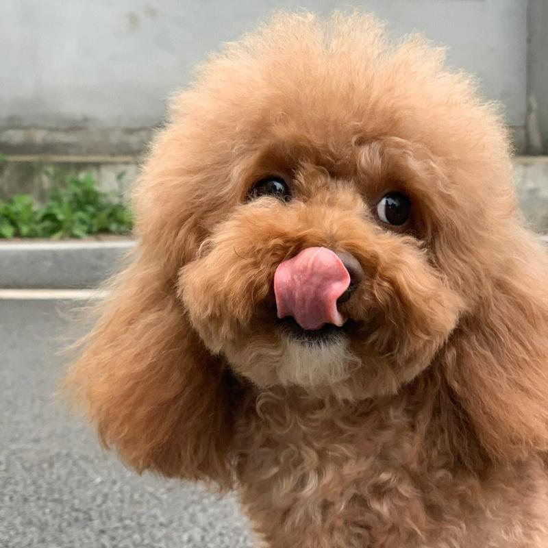 泰迪犬的八大深情瞬间，粘人示爱无条件信任，简直甜到心里去！
