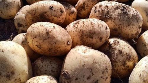 话说为什么土豆在西方当主食，在我们这是配菜？