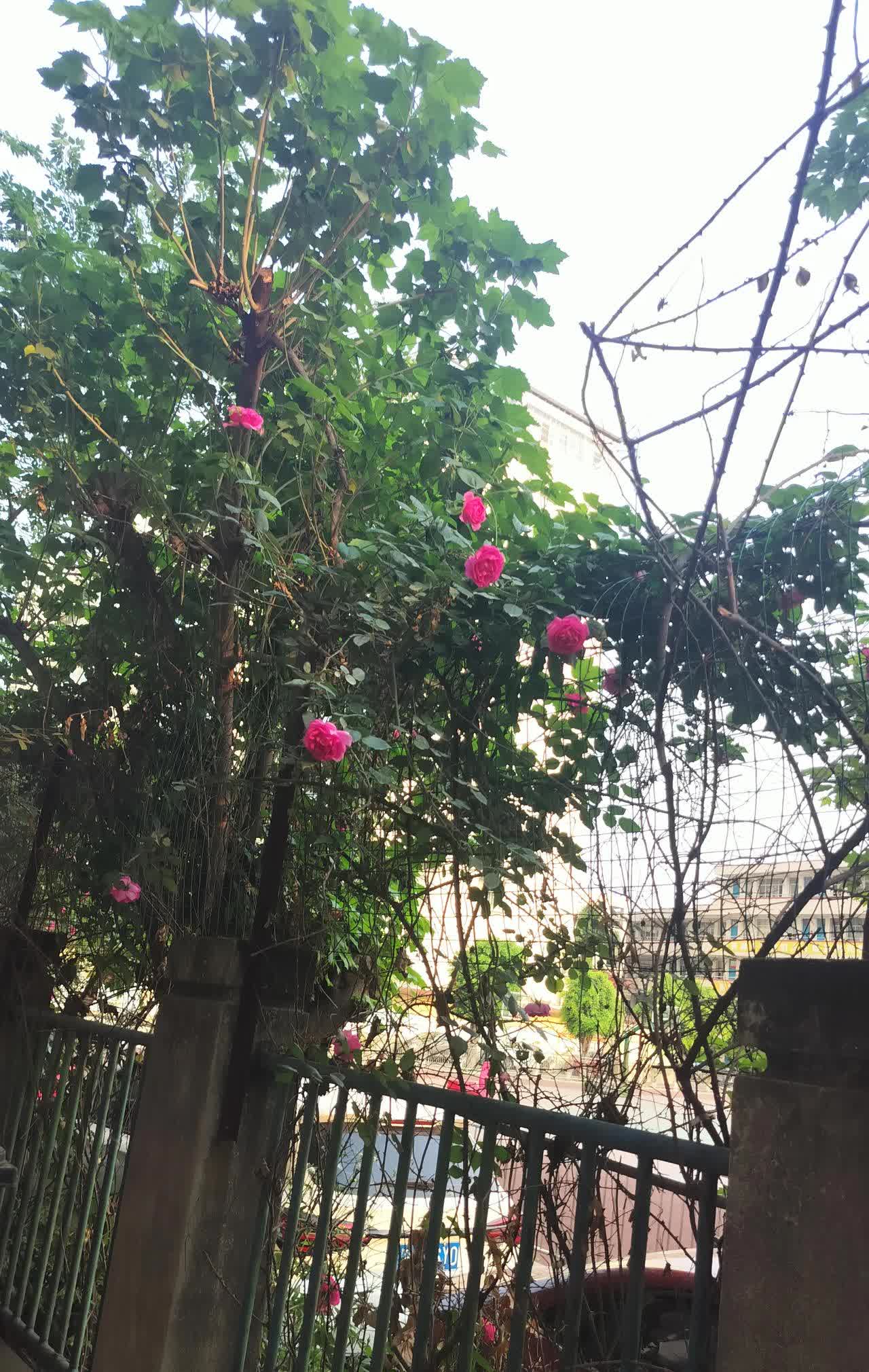 社区医院的系列检查设备是上级医院淘汰了不要的，这话说的是真的吗？
      