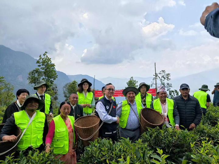茶香四溢！中国援建茶叶加工厂移交尼泊尔