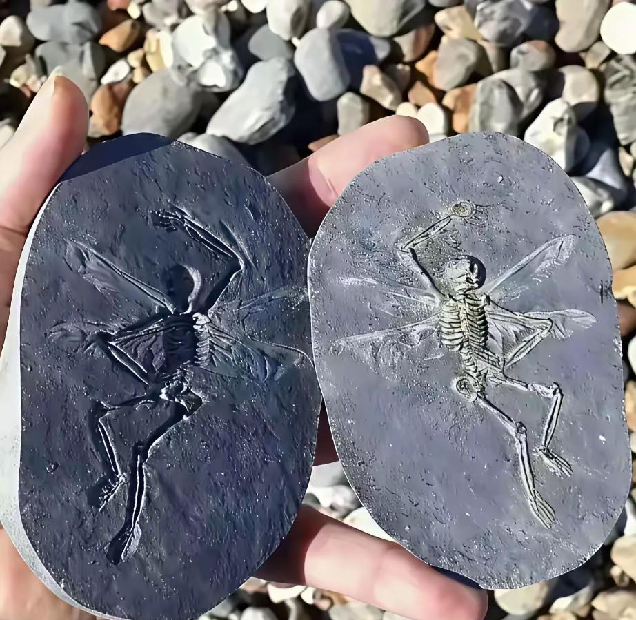 一己之力，推翻了达尔文的生物进化论。