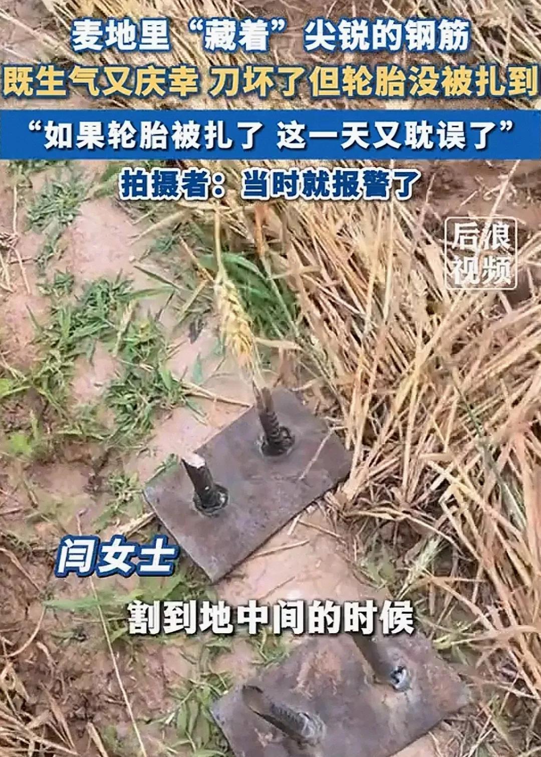 麦收现“黑手”，钢筋暗藏麦田！
又到麦收时节，本是农户们收获喜悦的时候，可近日却