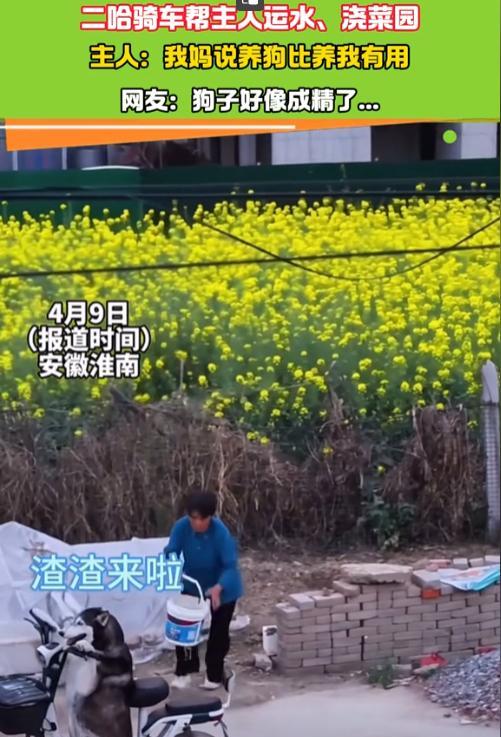 “狗子好像成精了！”安徽淮南，大妈给菜园子浇水不方便，灵机一动，奖励家里的哈士奇