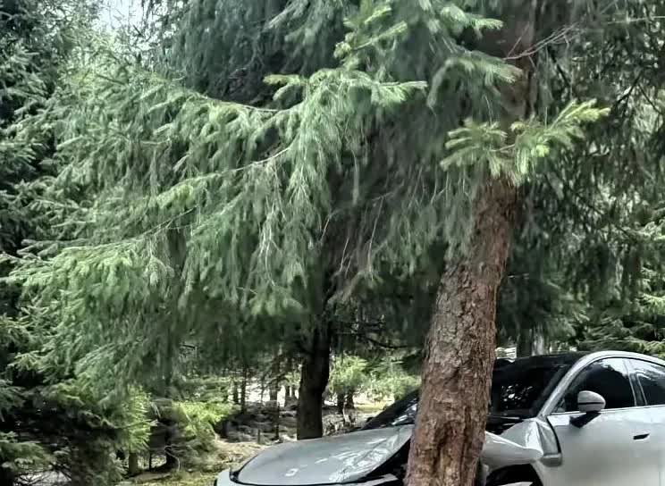 又刷到小米SU7撞树，这频率都快成“撞树专业户”了，每次不是怼绿化带就是撞树。不