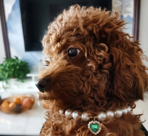 泰迪三次怀孕实录：发情期遛弯像开盲盒，鹿犬 × 泰迪 × 比熊，下代竟是 