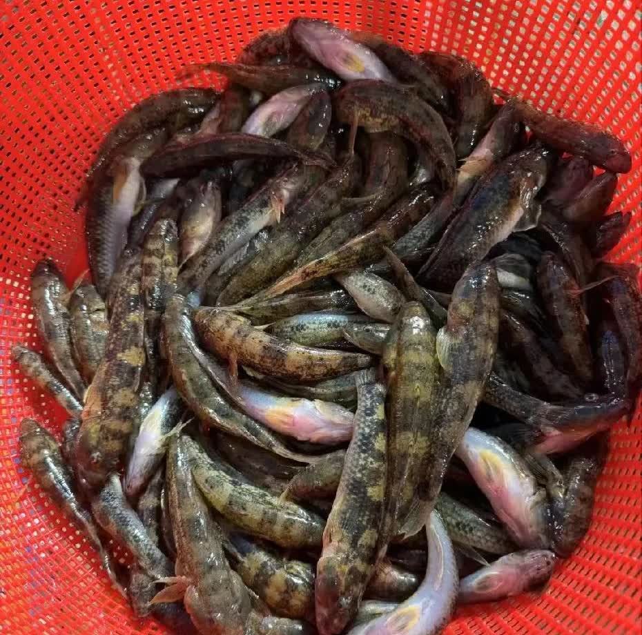 今天礼拜天老公去菜市场，买回来几斤鱼，说这鱼85块钱一斤，一分都不能便宜。我真是