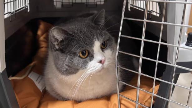 全国跨省长途搬家平台物流出行带宠物如何找顺风车便宜靠谱？带宠物出行找顺风车物流哪个平台好？