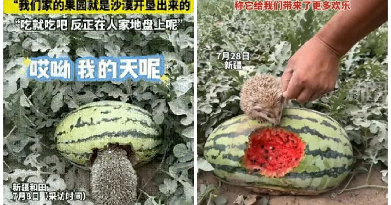 家人们快看！新疆和田这事儿，太戳心了！

7月8日，女子去瓜田，撞见一只刺猬