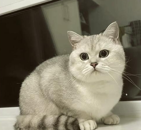 银渐层掉毛比蒲公英还猛？3 大掉毛元凶 + 2 个超实用对策，亲测有效！