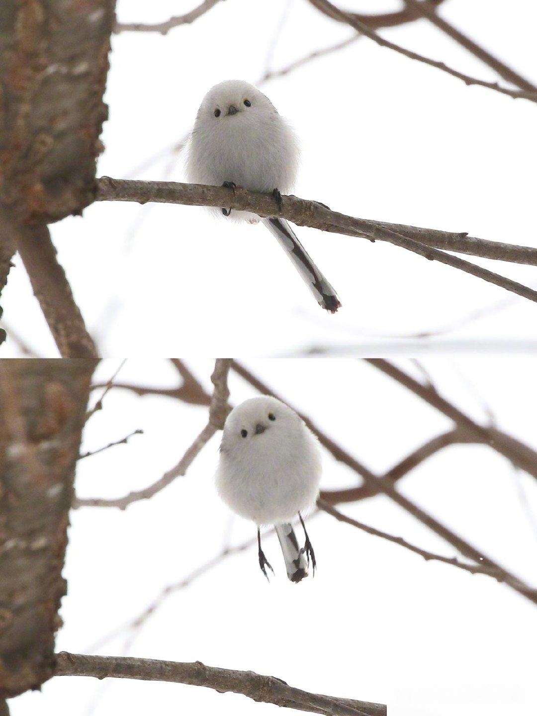 好可爱的小鸟，雪白的团子一样