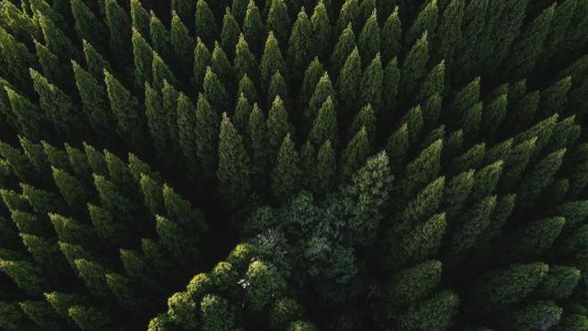 森林是不是越多越好？3.06亿年前的地球，早就交了一次昂贵的学费