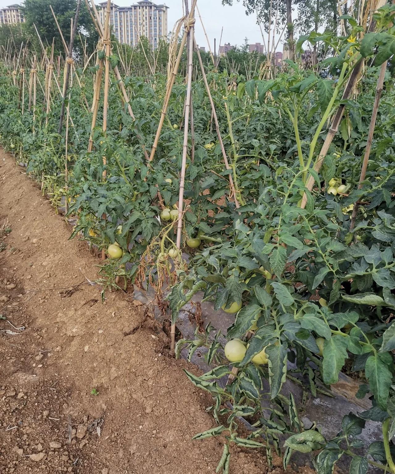 我今年40多岁，和老公的工资每月不到7000，但我却用这点工资把我们家的生活过得