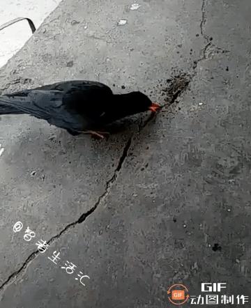丢死个人了，嘴太贱太贪吃，发力过猛了………
网友：吃了不该吃的东西[笑哭][笑哭