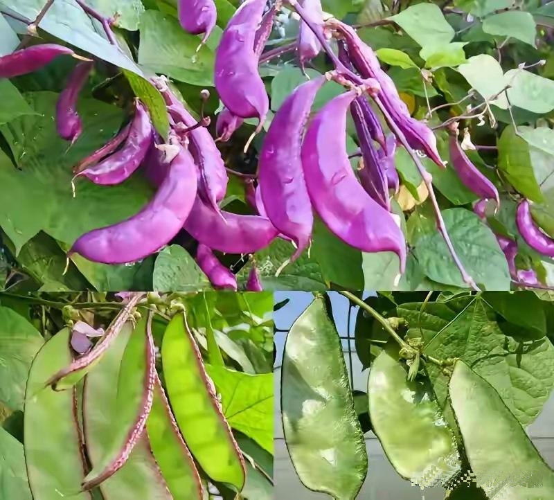 常见却 “耐人寻味” 的豆角，你那儿咋叫？