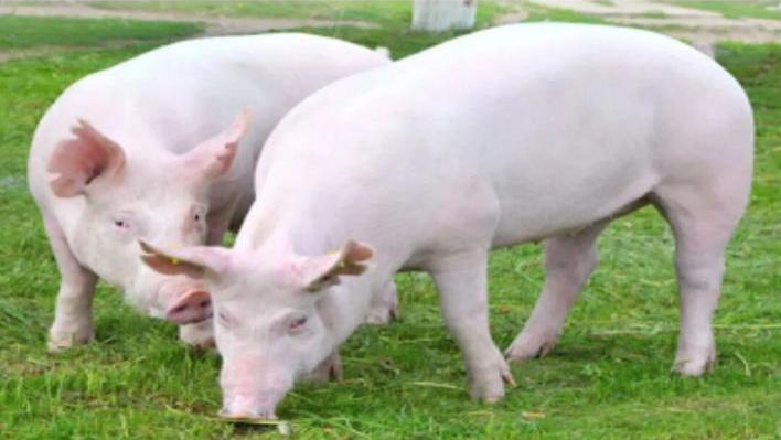 生态产品 | 好时光百草香猪的独特魅力