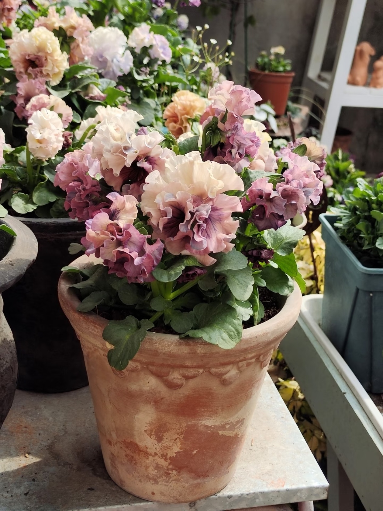 角堇：像打翻了童话调色盘的 “迷你小花”，花色超丰富