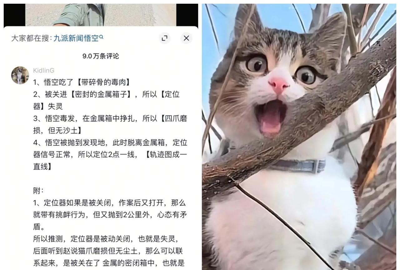 关于网红猫“悟空”离奇死亡
背后的真相已扒出
不得不服这位网友的逻辑分析，非常到