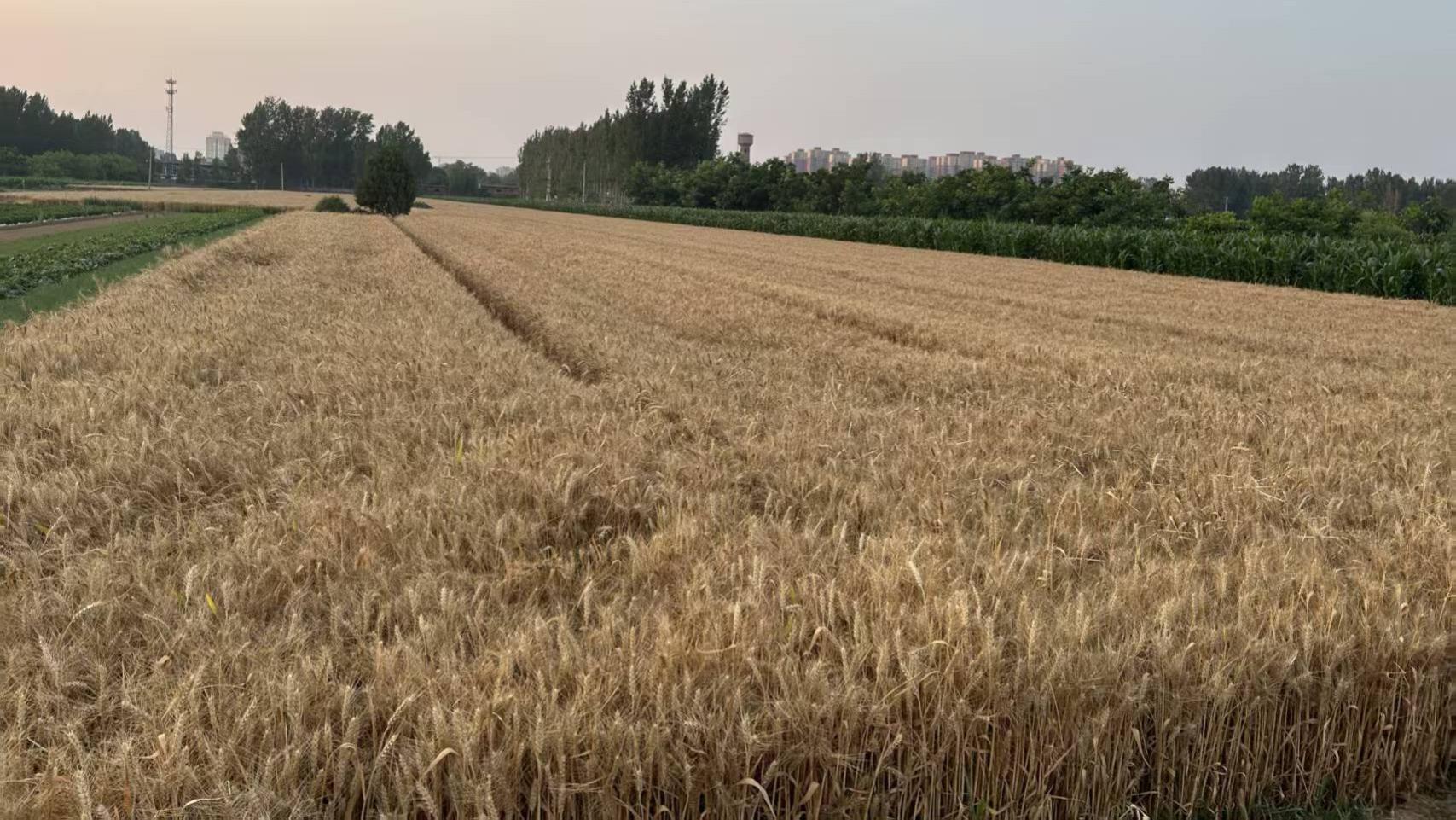 麦粒中的叹息，致敬亿万农人