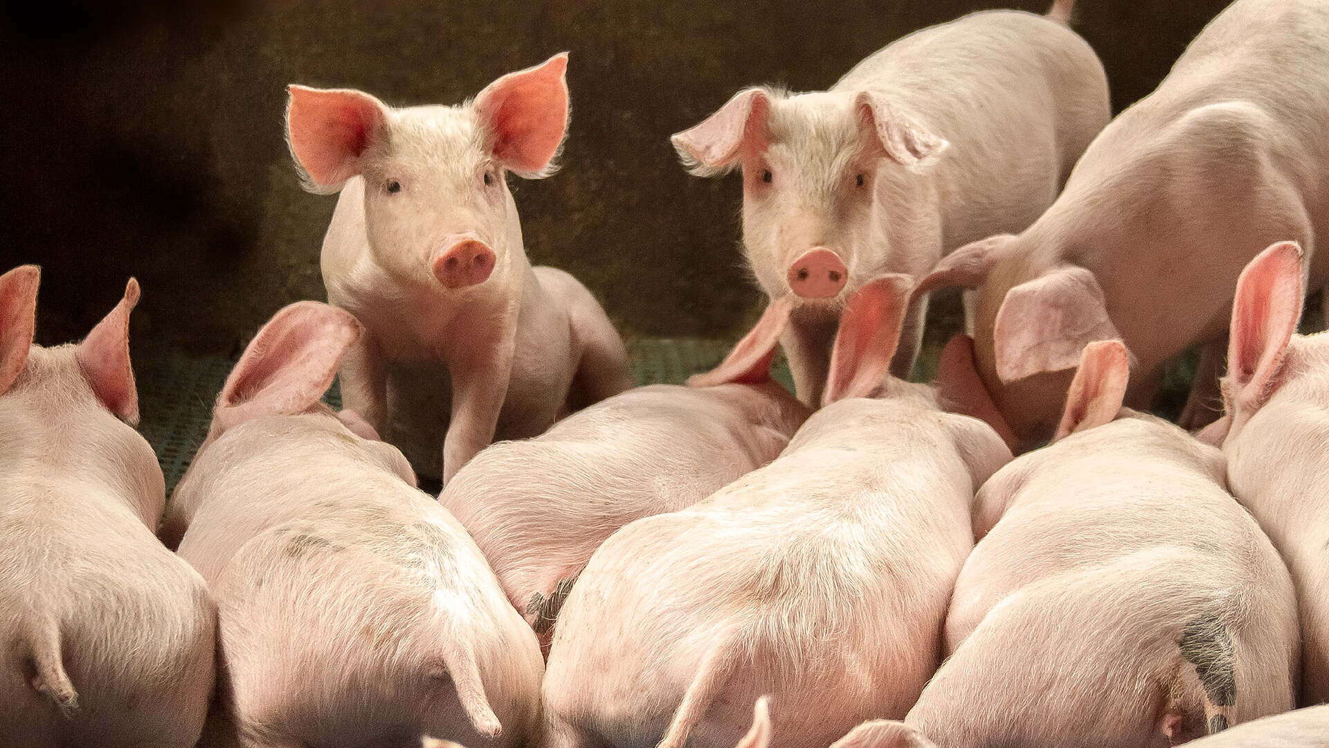 牧原业绩再进阶：高质量之路，越走越宽