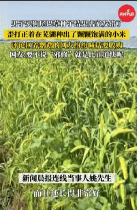 赚翻了！安徽，一男子为了喂兔子，网购了很狗尾巴草种子来种，不料种出来后才发现是“
