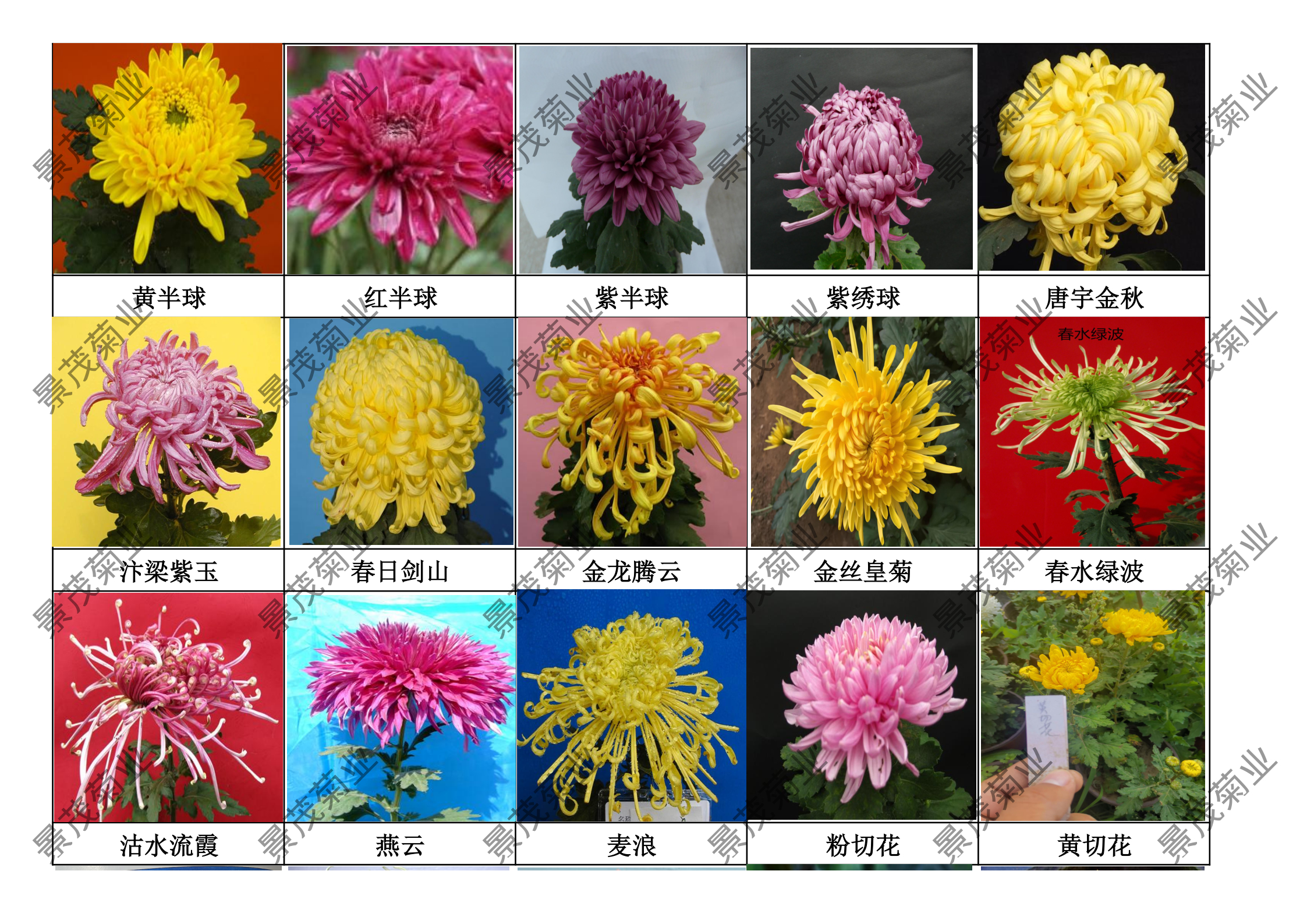 2026年可批发菊花苗品种图片，剩余两百余种品种零售。