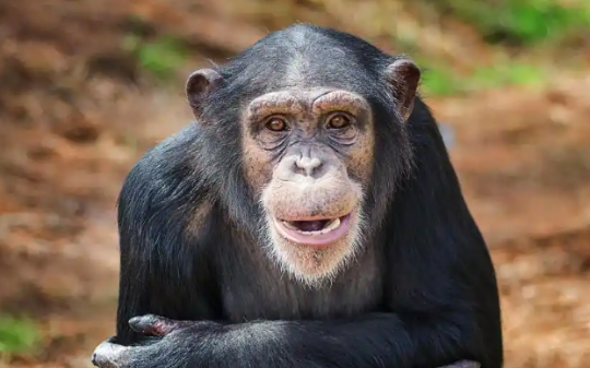 科学家发现一只猩猩基因突变，与人类基因只差1.2%，经专家预言30年后，他就能进化成人类…