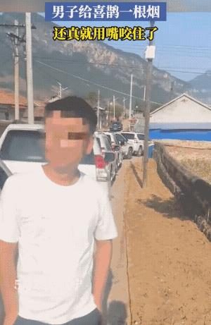 太神奇了！辽宁，一对新人结婚，车队在结婚时，突然一只喜鹊落在车顶上，最好笑的是，