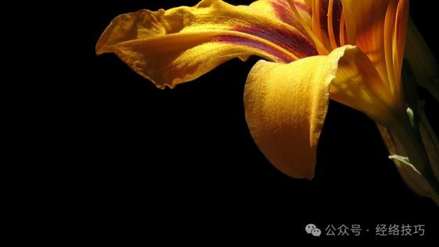 肝很青睐的一朵花，秋天大量上市，明天开始要多吃，肝会感激你！