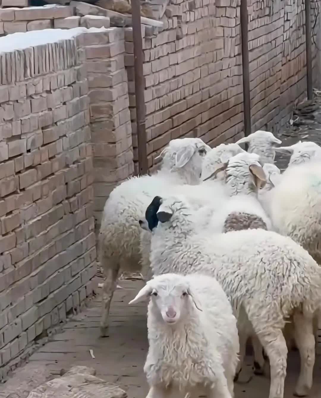 科目三，世界第一