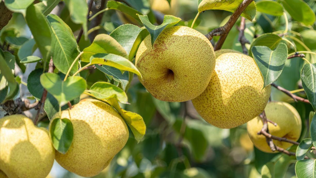 中国，哪的“梨”最好吃？经过评比，这6个地方上榜，有你家乡吗