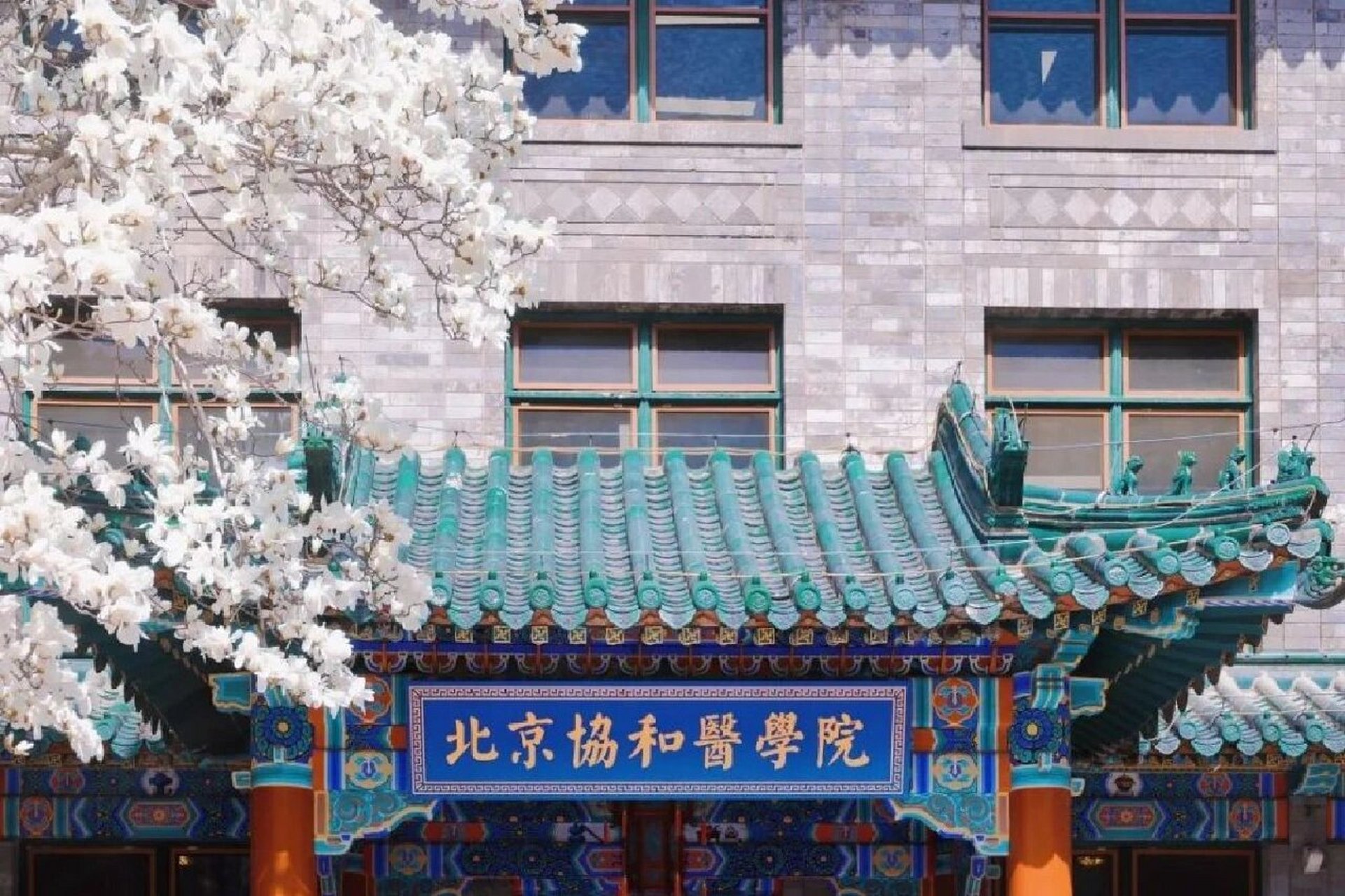 #董某莹四项证书被撤销# 北京协和医学院作为国内顶尖医学院校，“4+4”试点班却