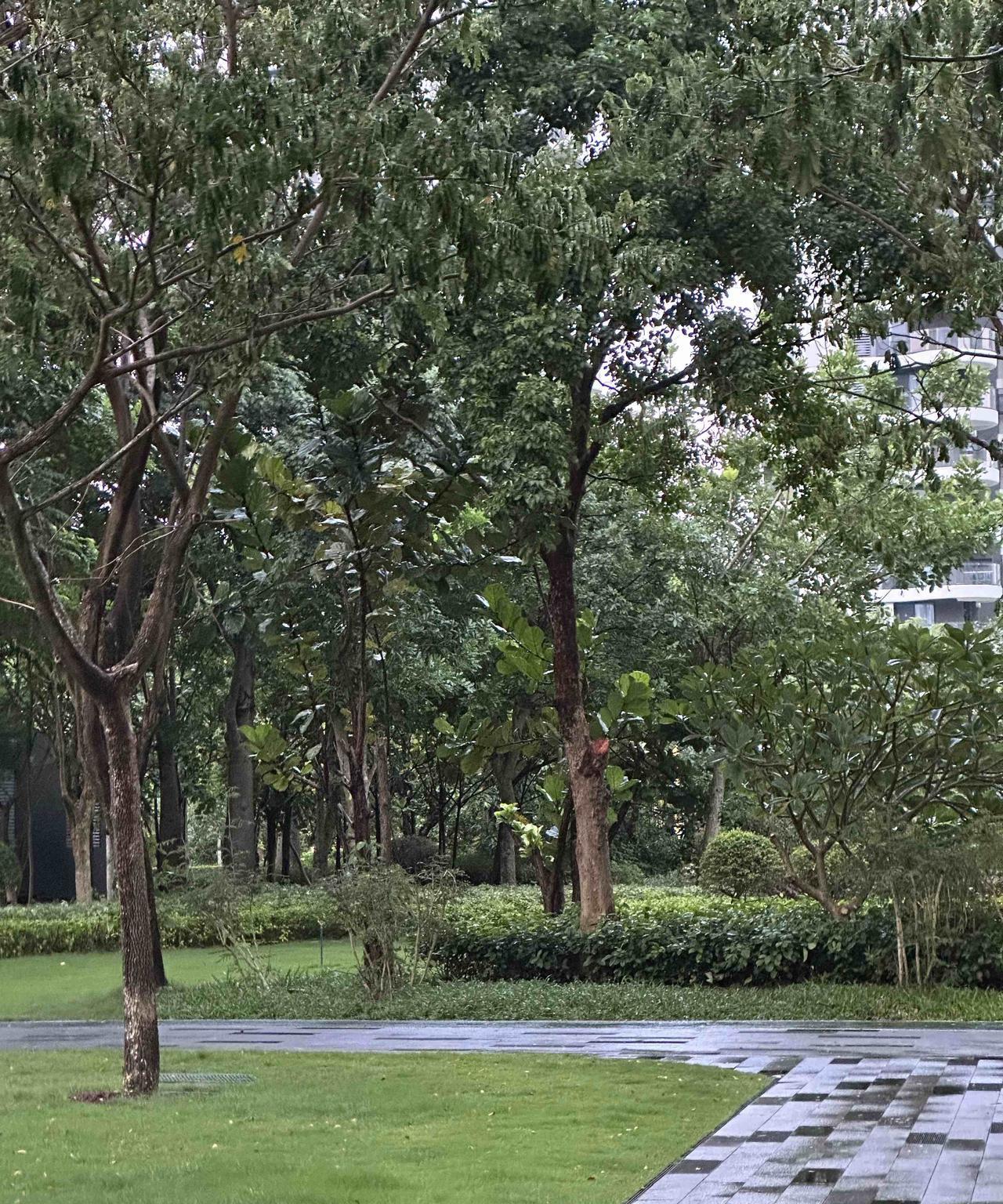 下了一场雨。我在阳台上，一边收拾，一边望着远处。
这雨是下午下起来的，星星点点一
