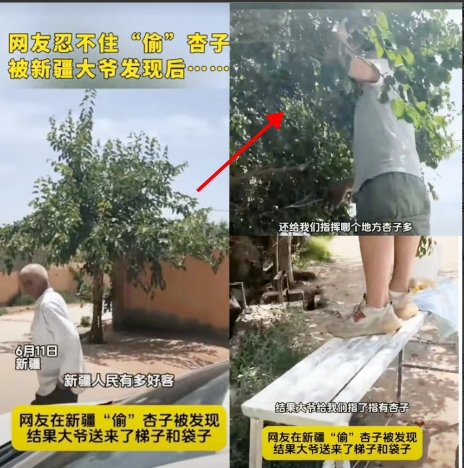 笑岔气了！
男子去新疆旅游，
偷吃大爷家杏子，
不料，被大爷发现，
本以为大爷会