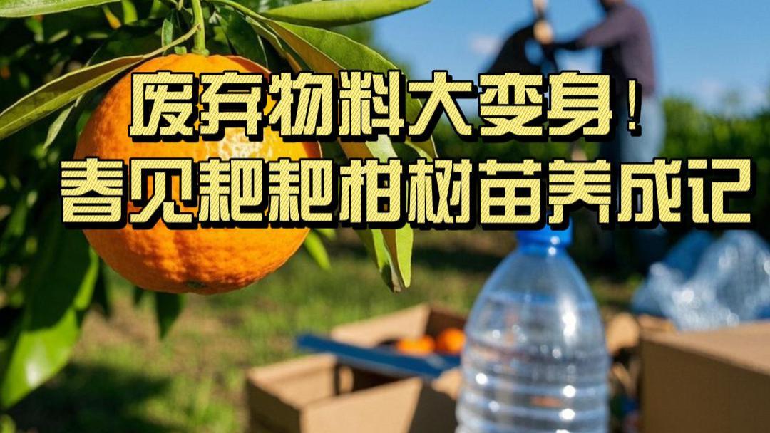 挑战用废弃物料培育春见耙耙柑树苗，能成功吗？