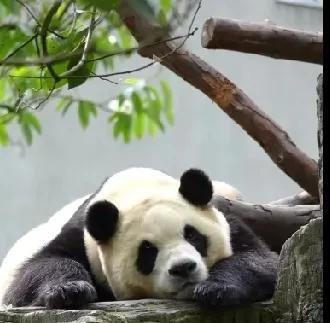 懒洋洋的福宝
看着让人揪心
又可爱又令人怜惜
假孕要多久啊
真心希望福宝
快快挺