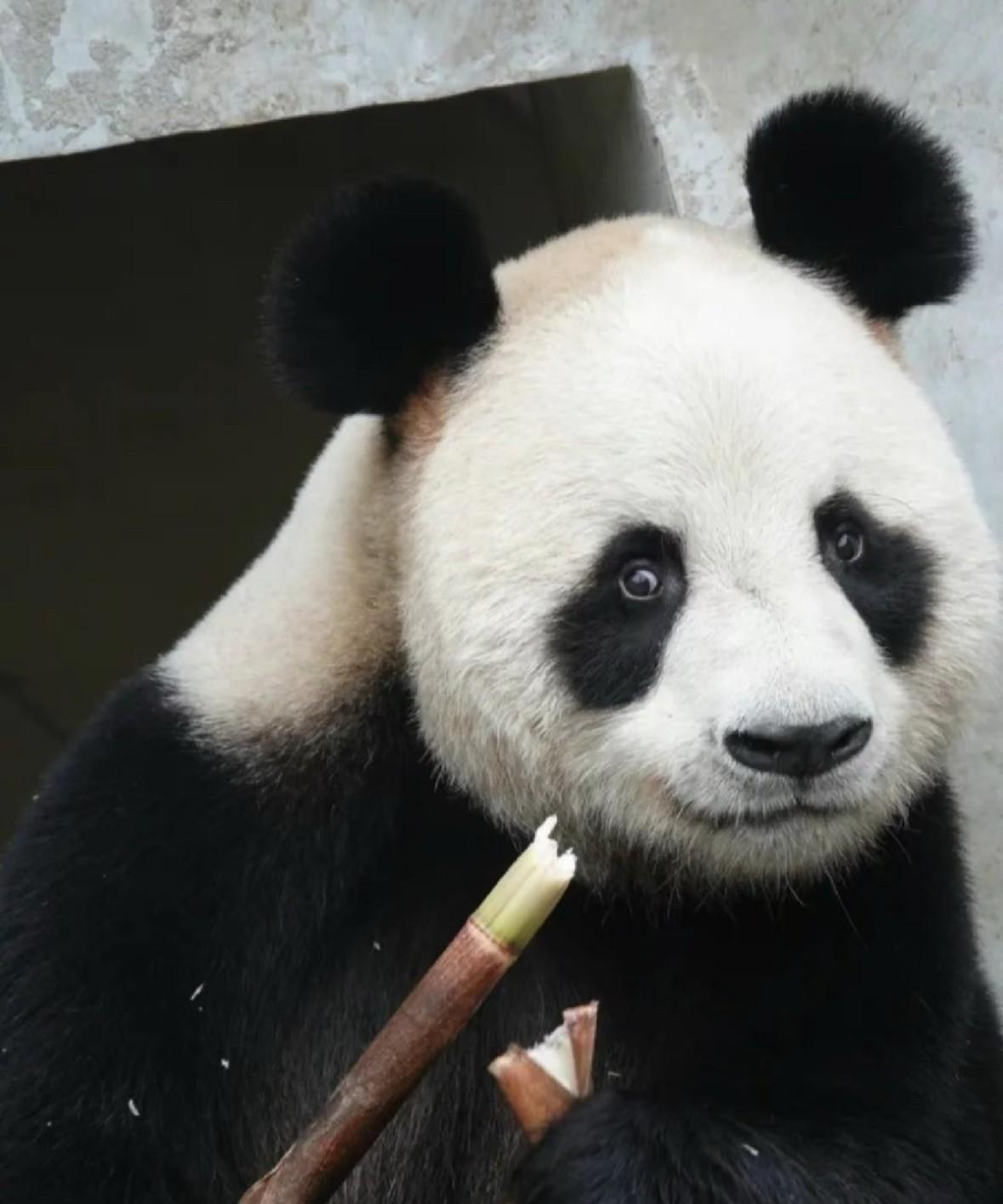 刷到大熊猫津柯新动态，直接惊到！
一起出差的还有侄女平平+亲儿子麒麟+孙侄女梵星