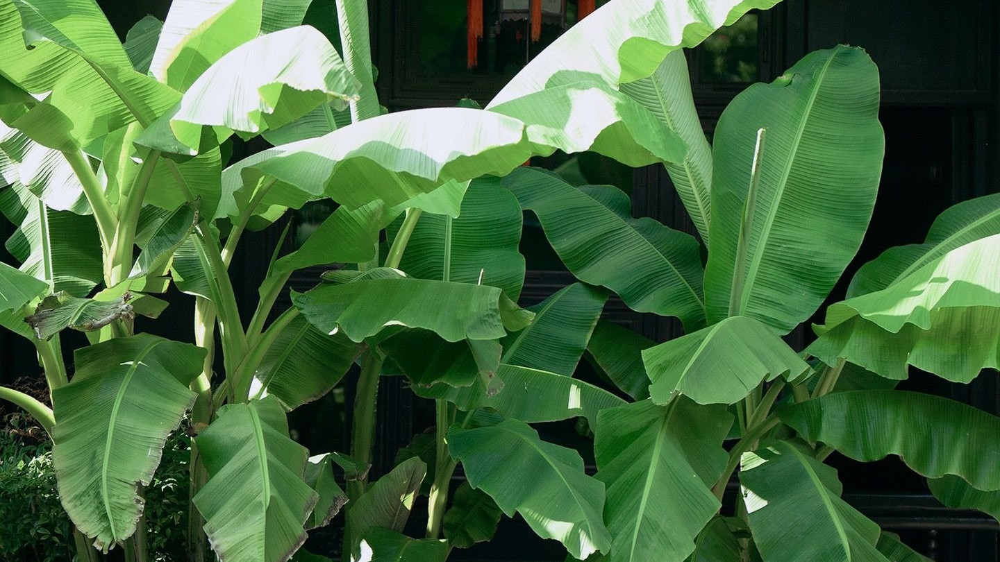 庭院中大叶“芭蕉”，能不能随便种？它到底有什么禁忌？