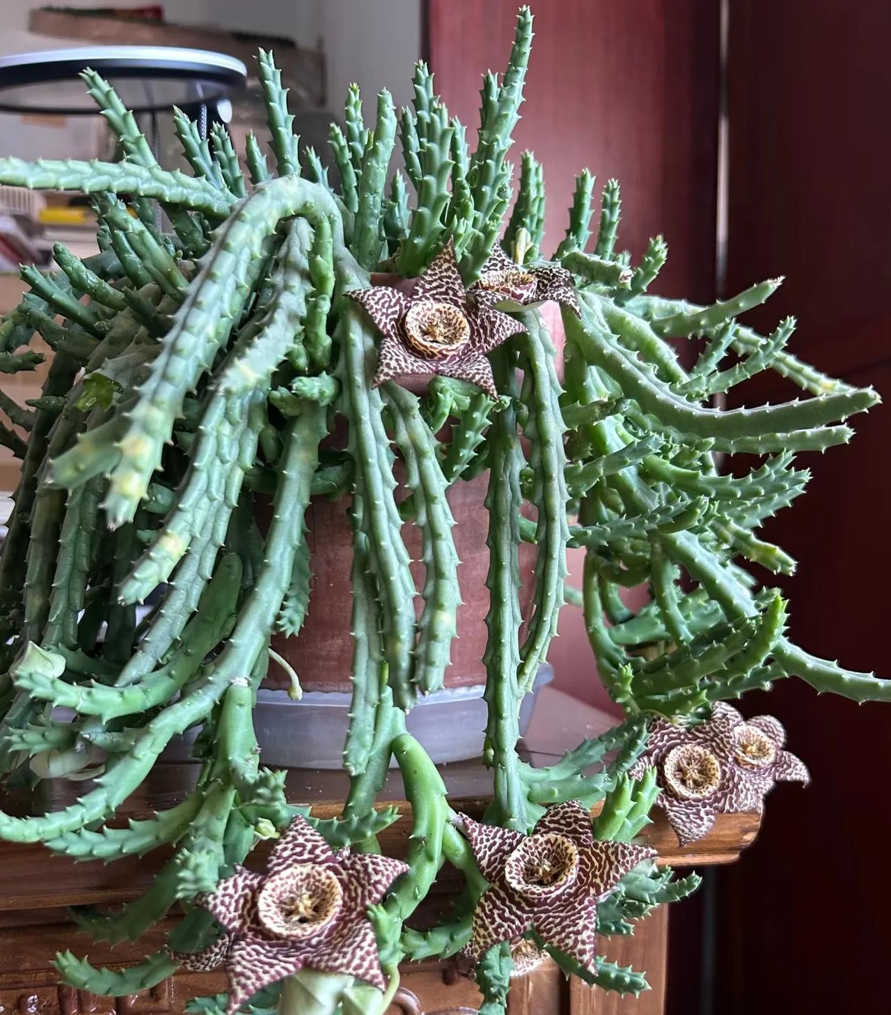 开花了，要放弃了