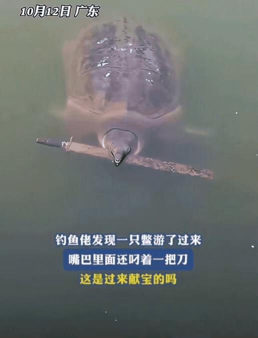 不愧是钓鱼佬！广东一男子在外钓鱼时，竟然有一只甲鱼主动送上门，他还以为自己运气好