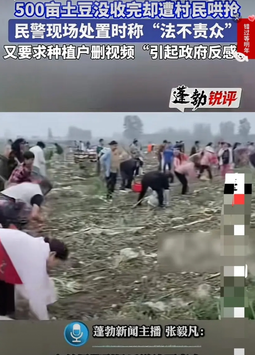 最初看到安徽宿州村民哄抢土豆的事，还在想为什么种植户一连被抢了4天，每天被抢走的